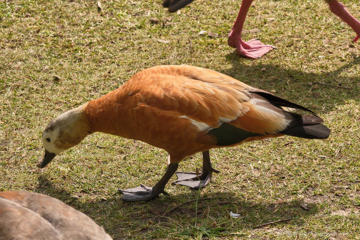 husice rezavá - ML637332199