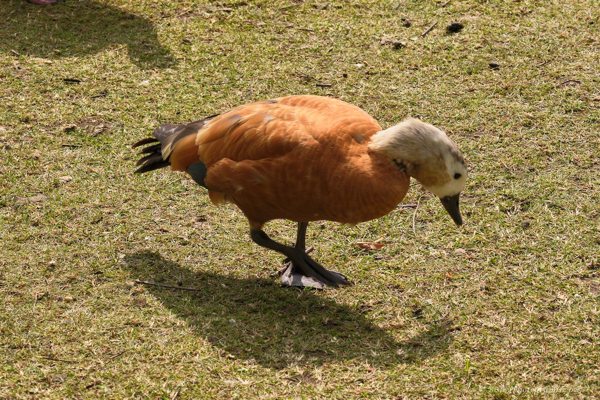 husice rezavá - ML637332201