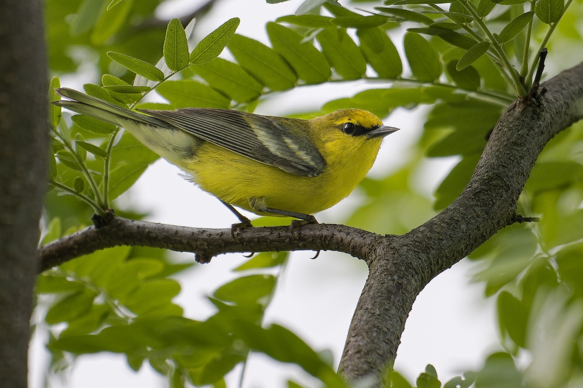 Blue-winged Warbler - ML637332217