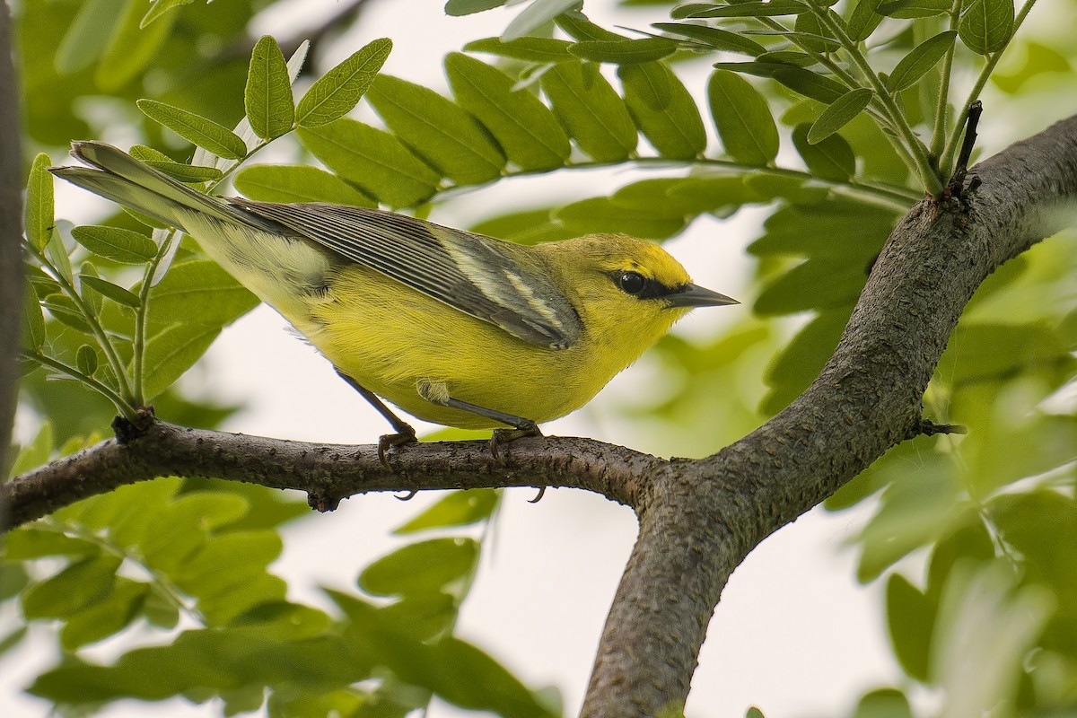 Blue-winged Warbler - ML637332218
