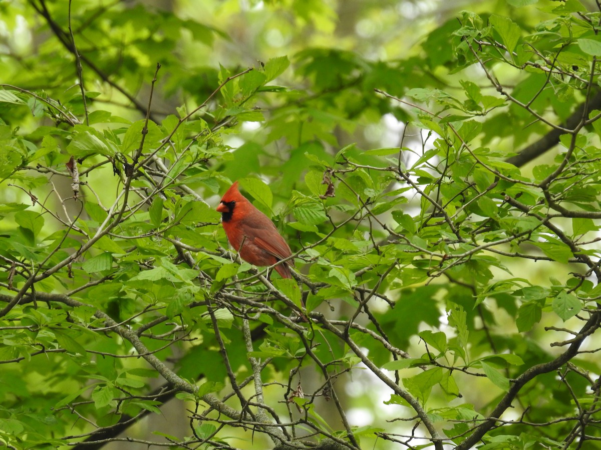 Northern Cardinal - ML637332235
