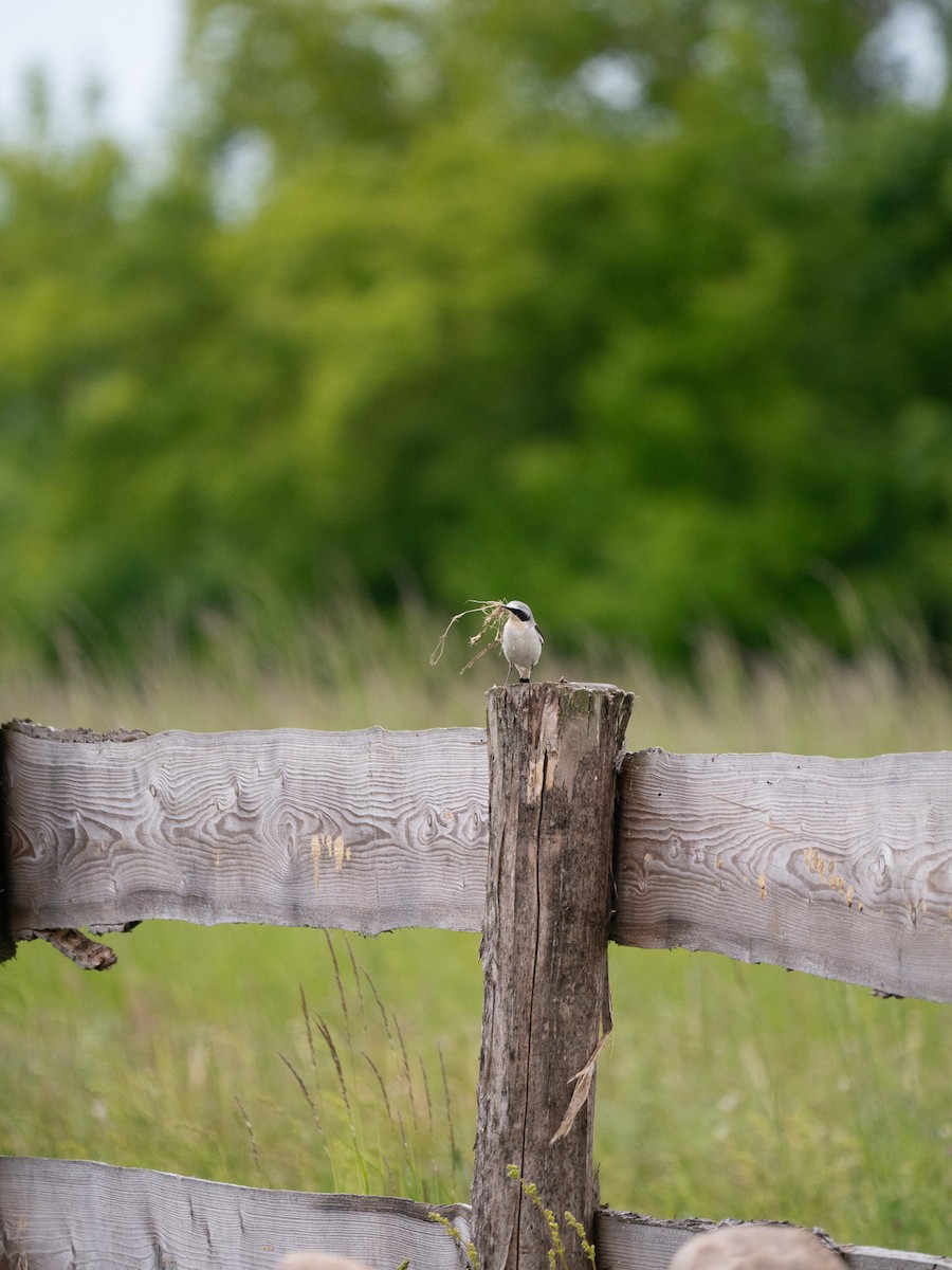Northern Wheatear - ML637332330