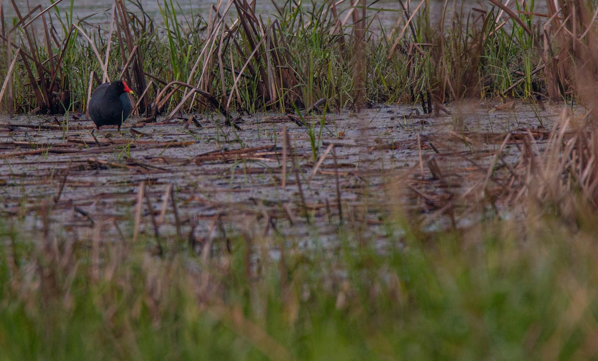 Common Gallinule - ML637332340