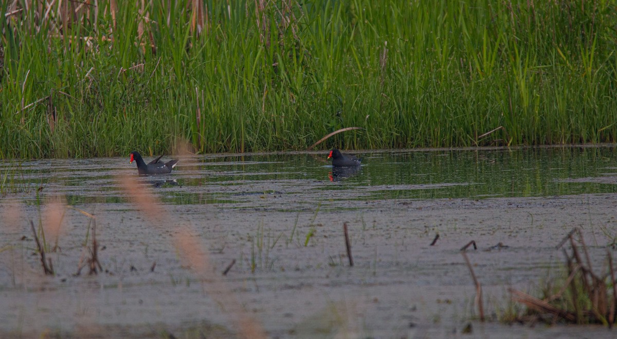 Common Gallinule - ML637332363