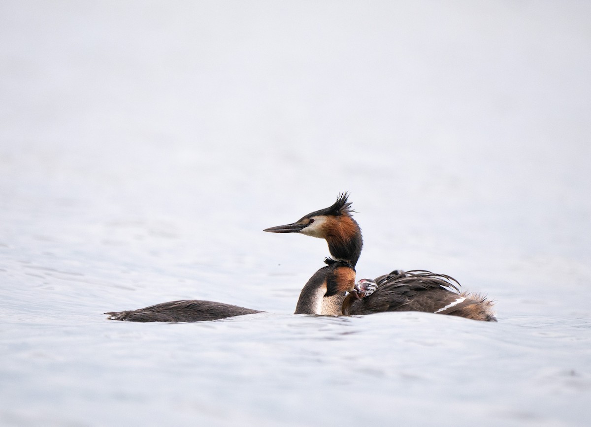 Great Crested Grebe - ML637332391