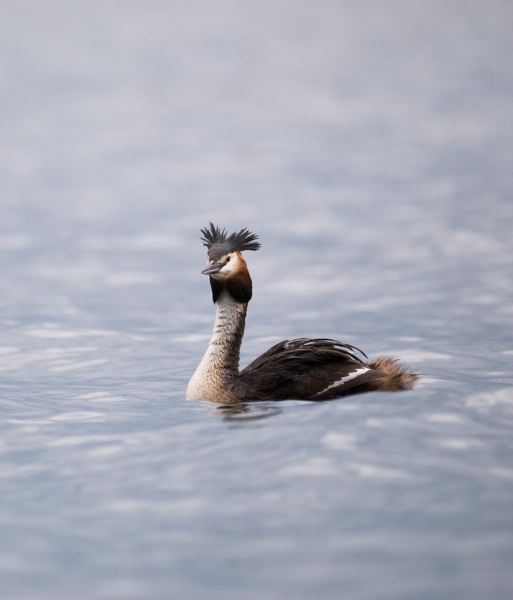 Great Crested Grebe - ML637332392
