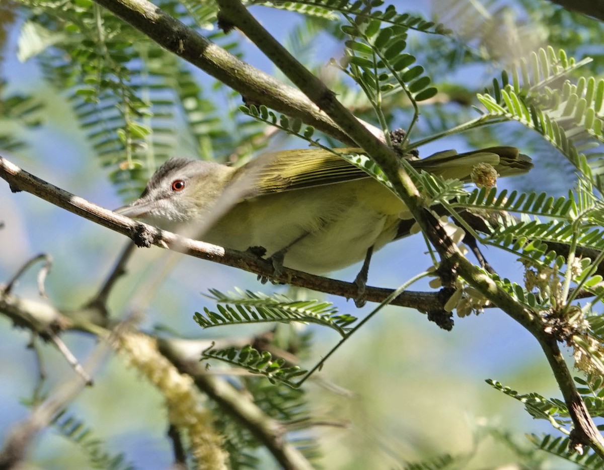 Yellow-green Vireo - ML637332415