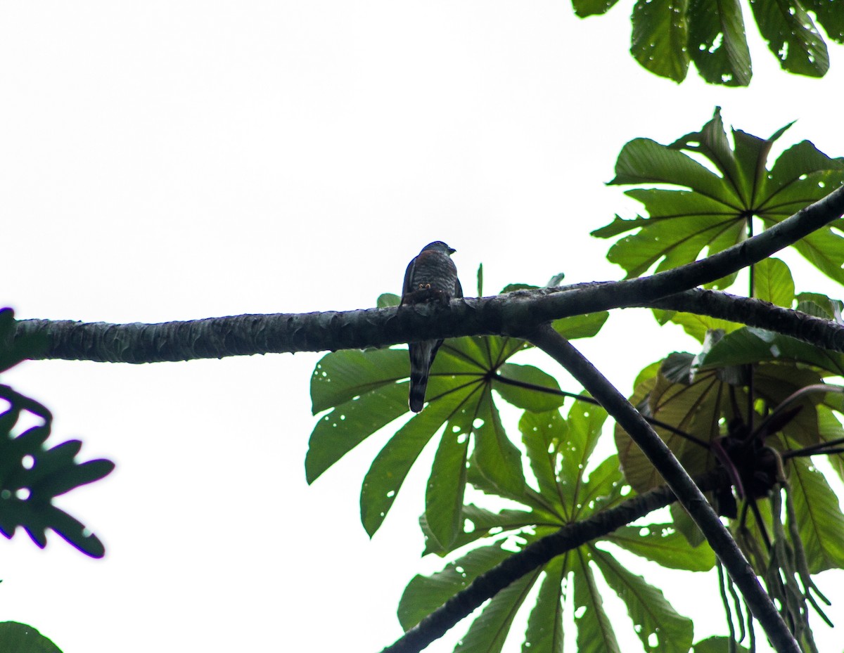 Double-toothed Kite - ML637332428