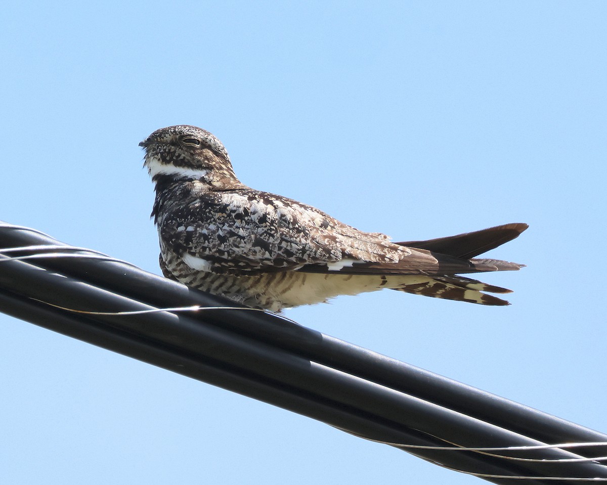 Common Nighthawk - ML637332432