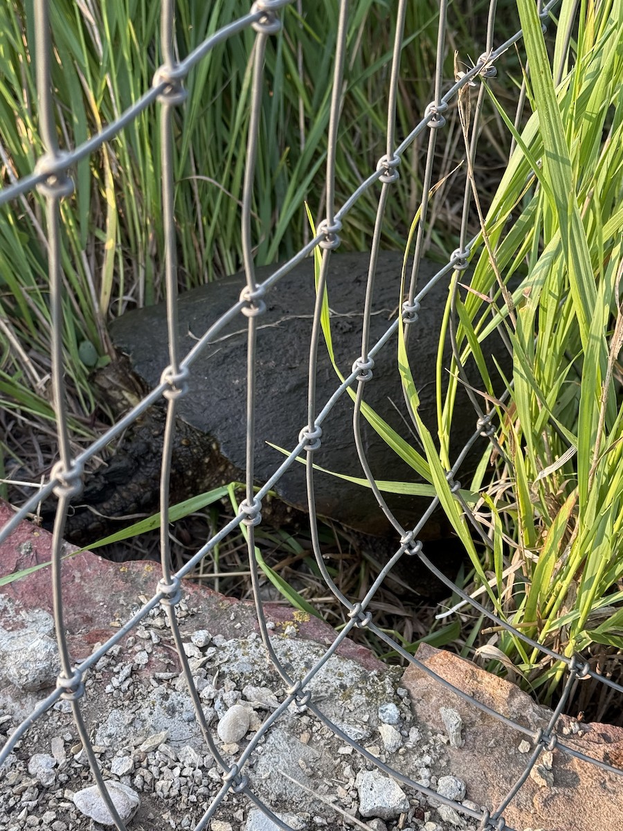 Animals - ML637332434