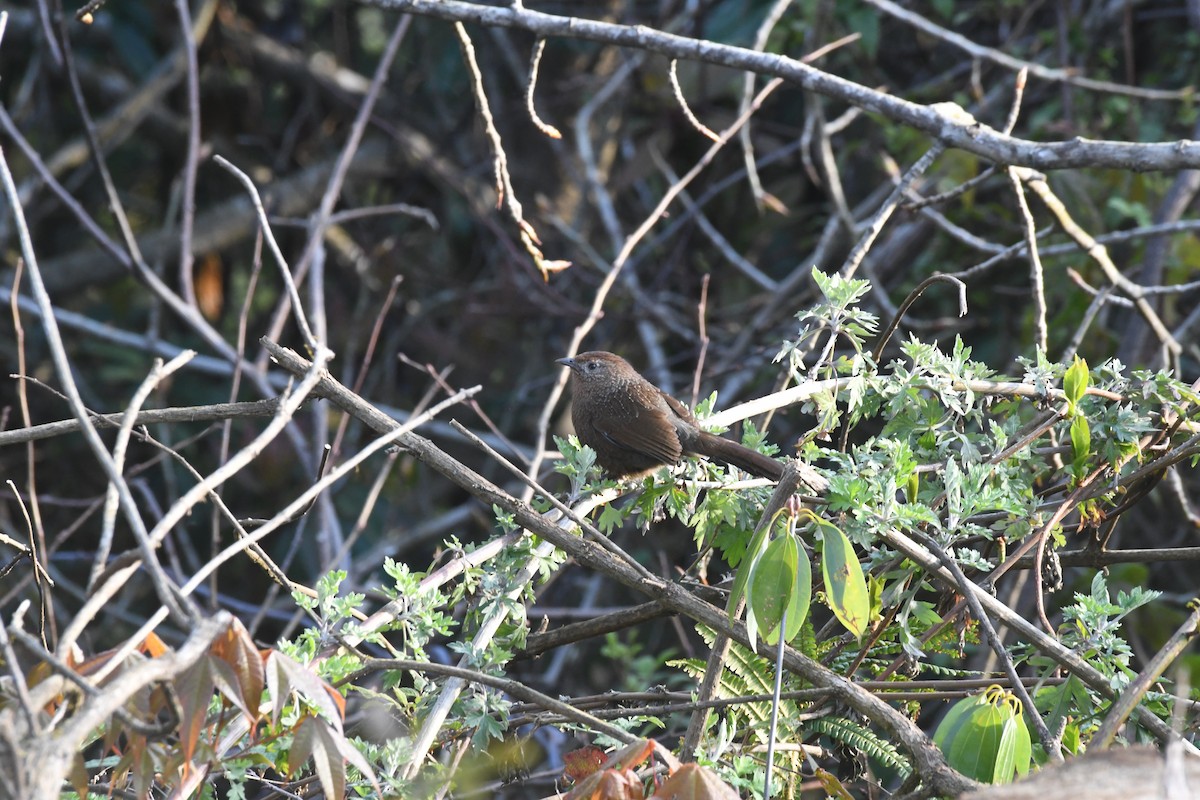 Bhutan Laughingthrush - ML637332455