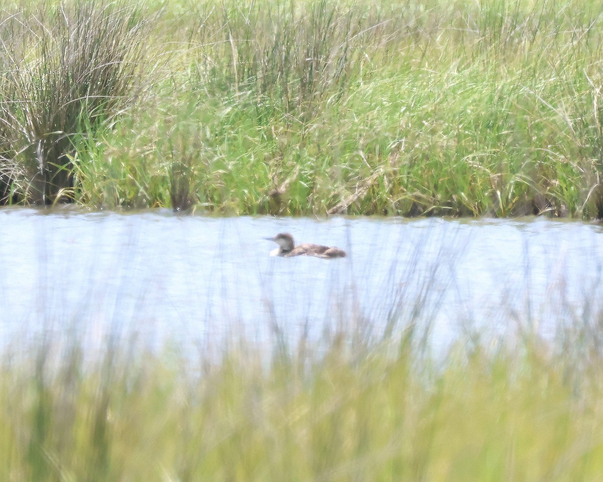 Common Loon - ML637332468