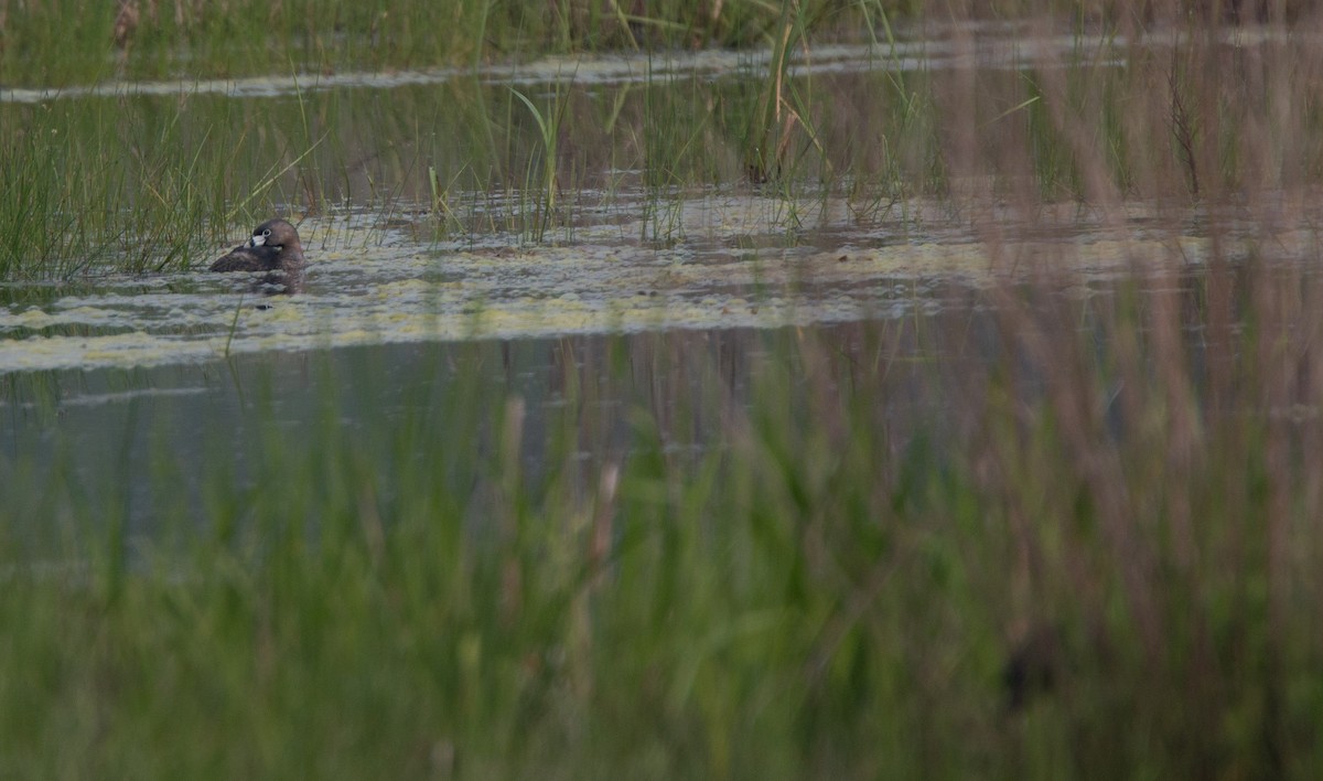 Pied-billed Grebe - ML637332475