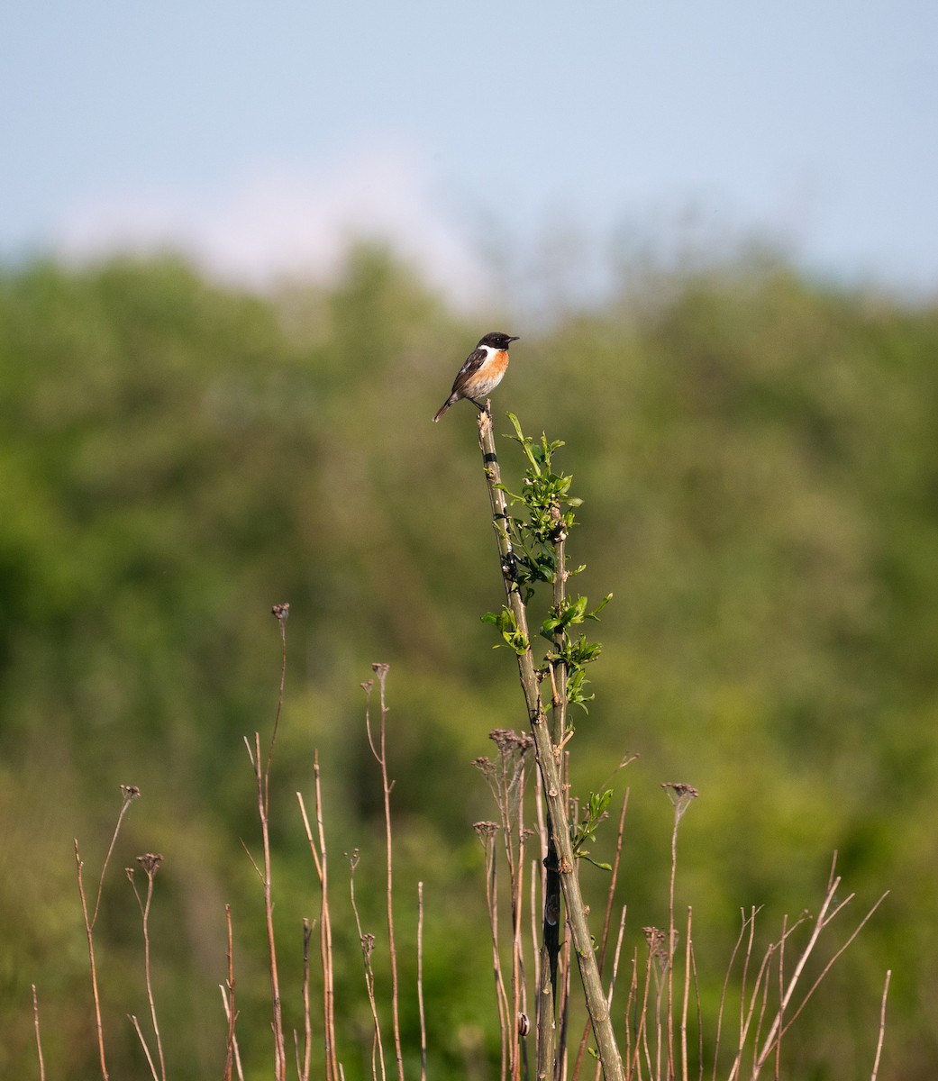 European Stonechat - ML637332478