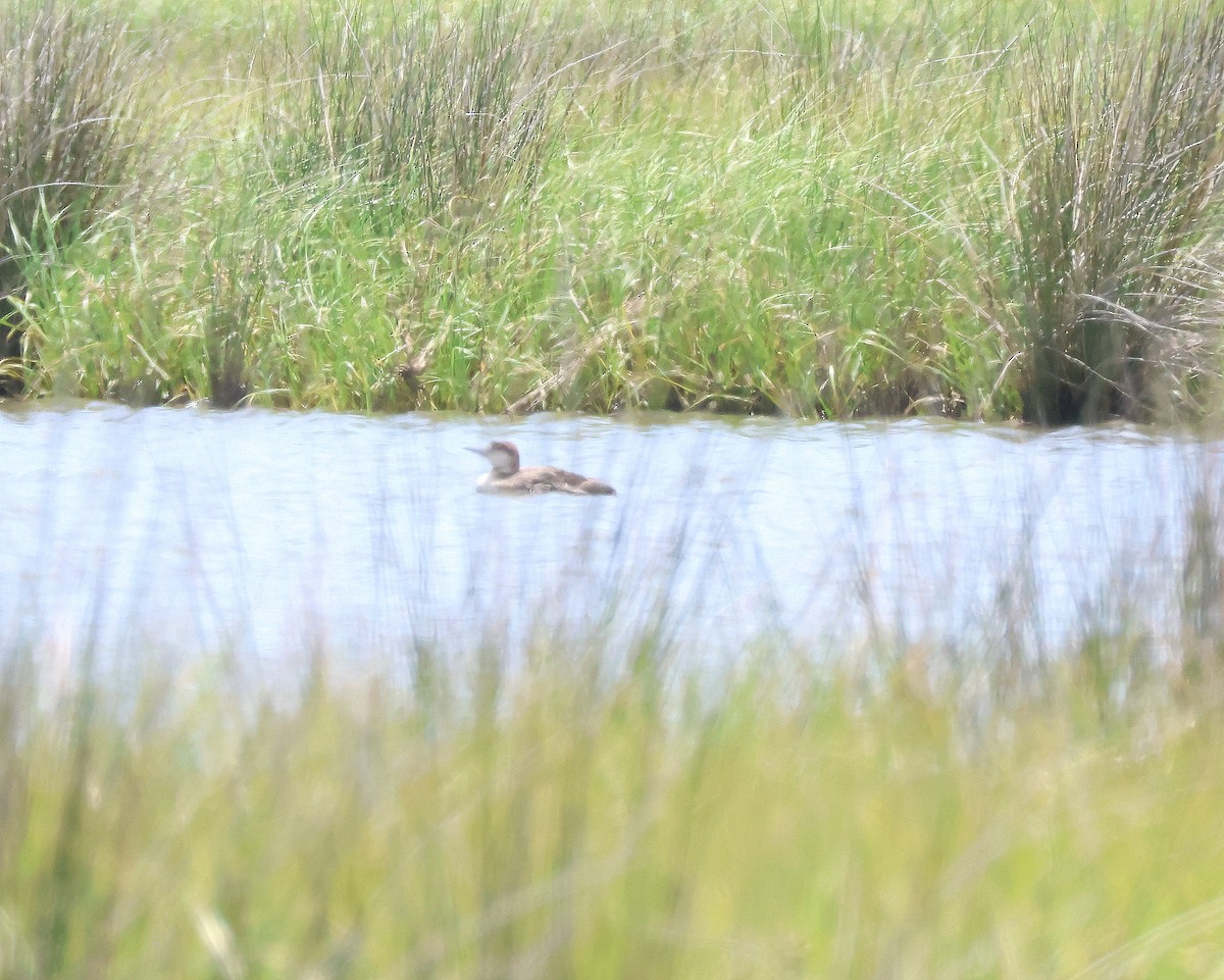 Common Loon - ML637332486