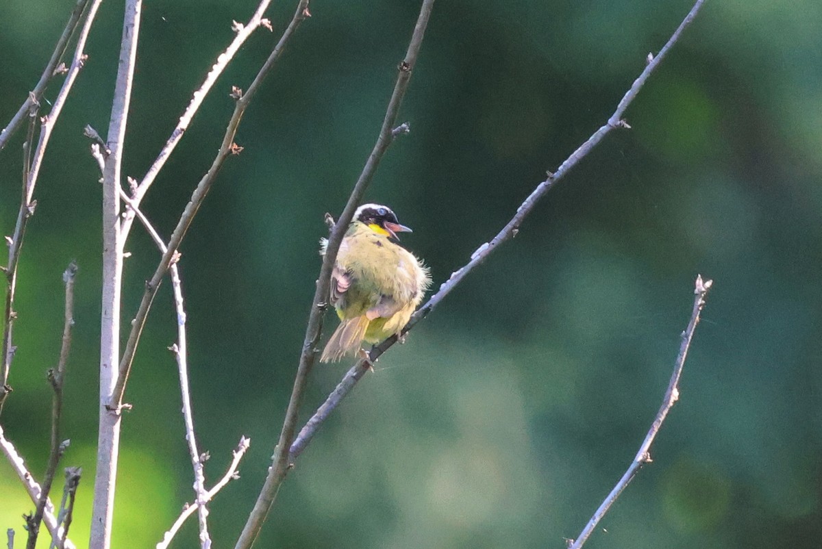 Common Yellowthroat - ML637332488