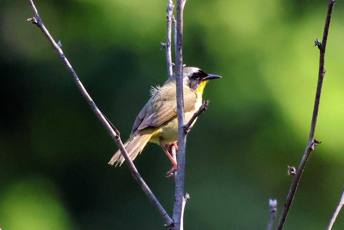 Common Yellowthroat - ML637332489