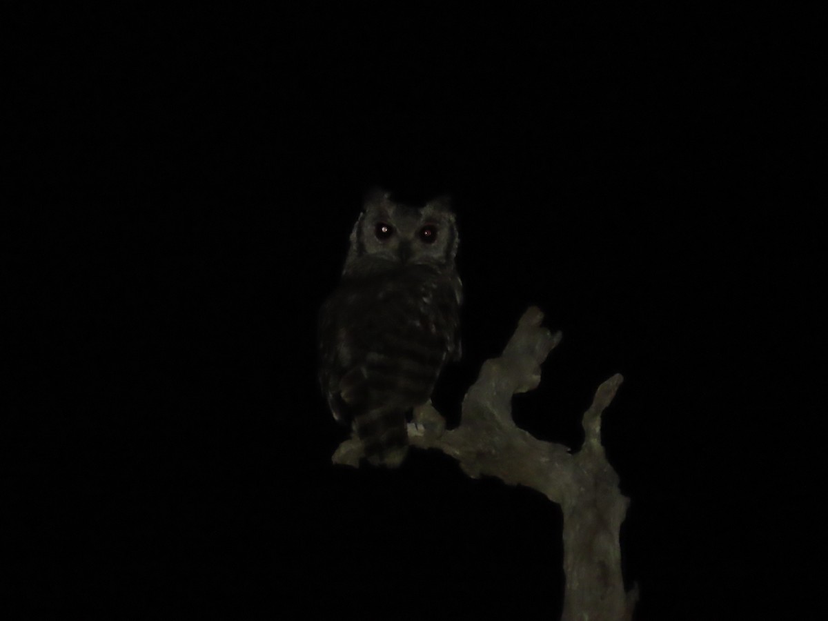 Grayish Eagle-Owl - ML637332521