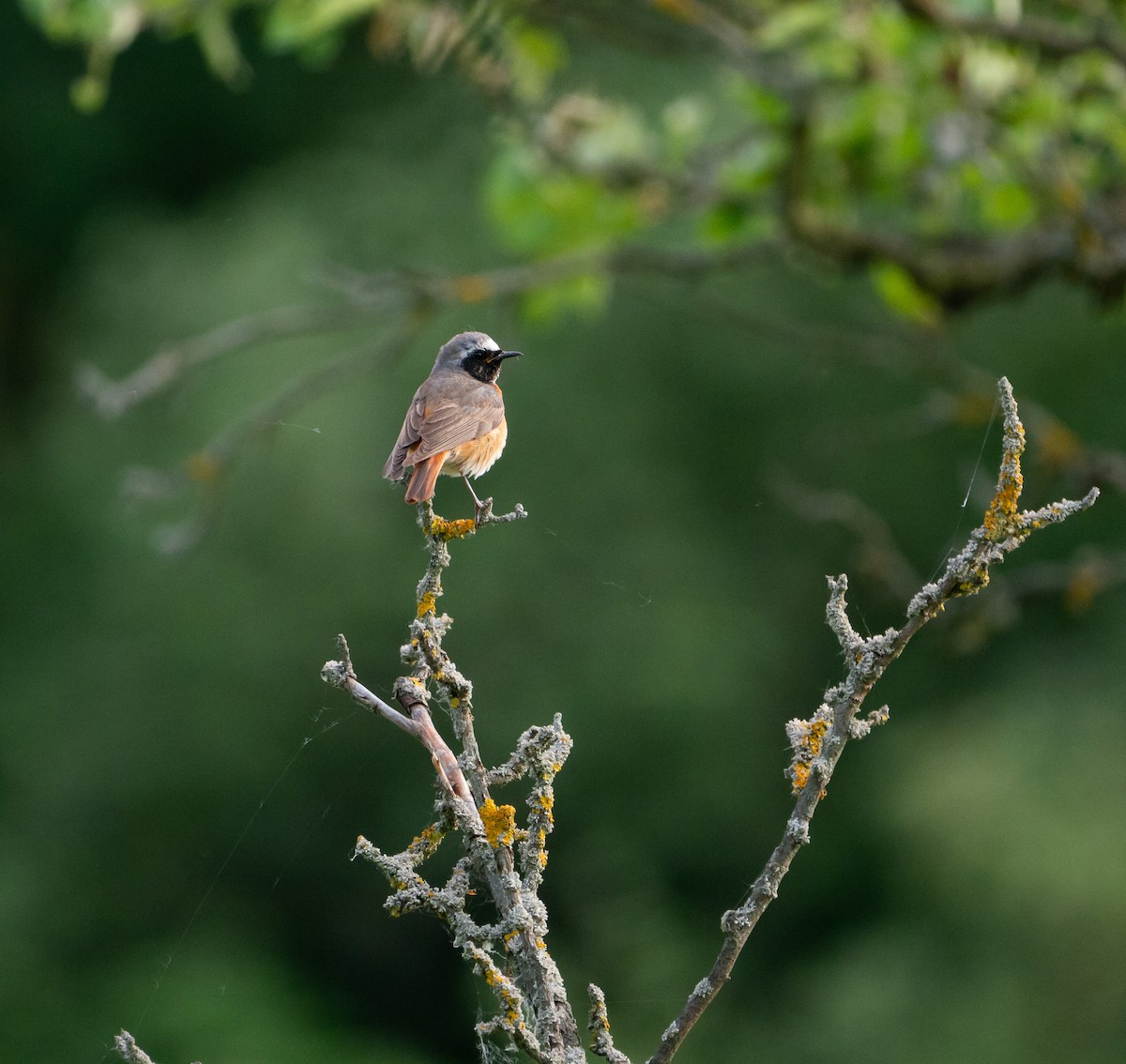 Common Redstart - ML637332534