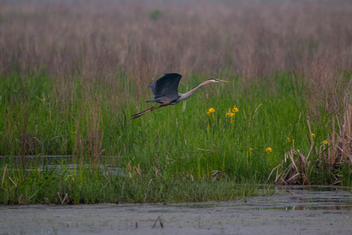 Great Blue Heron - ML637332535