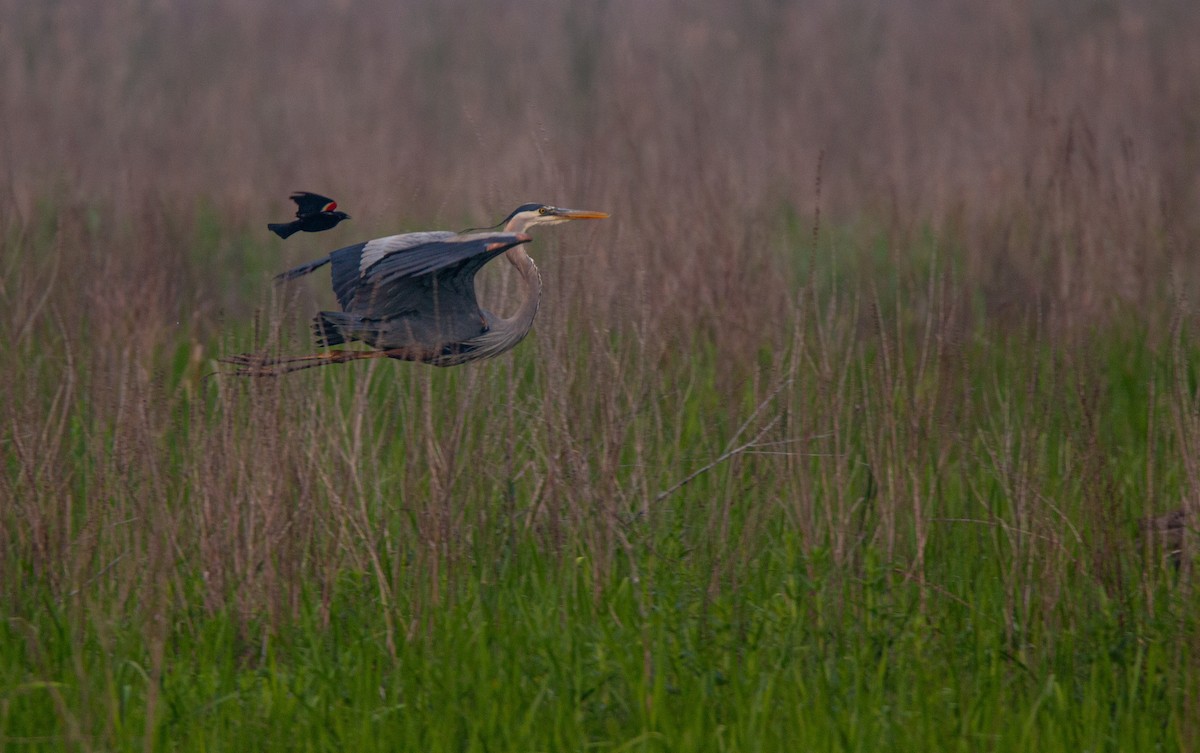 Great Blue Heron - ML637332542
