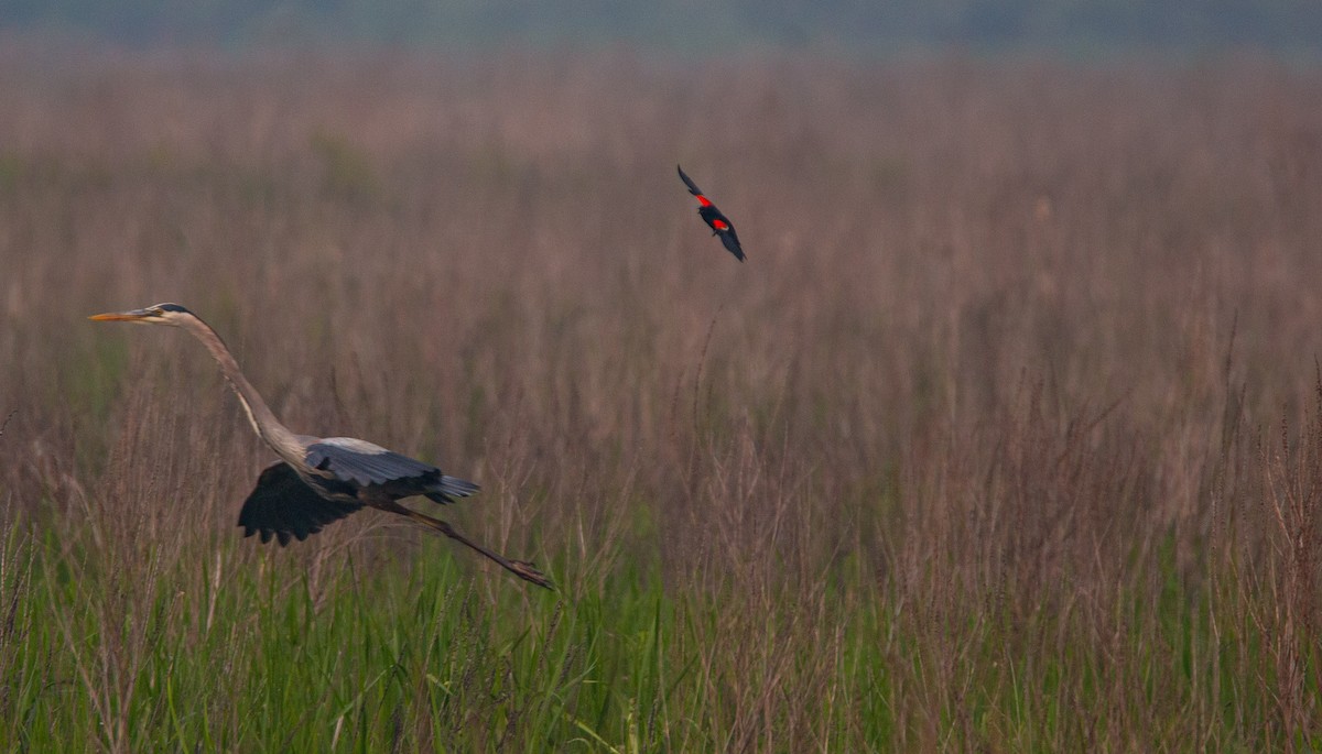 Great Blue Heron - ML637332546