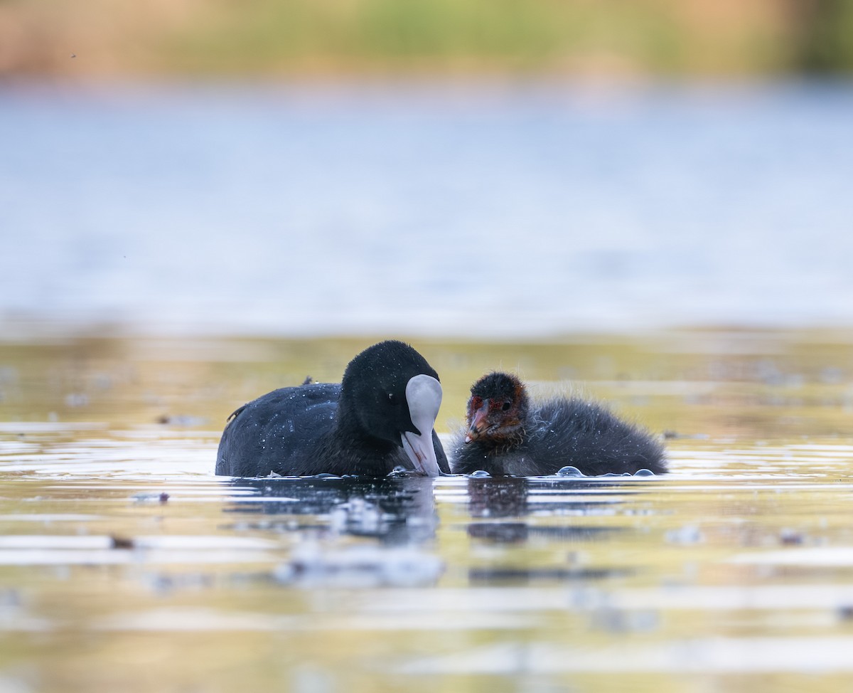 Eurasian Coot - ML637332563