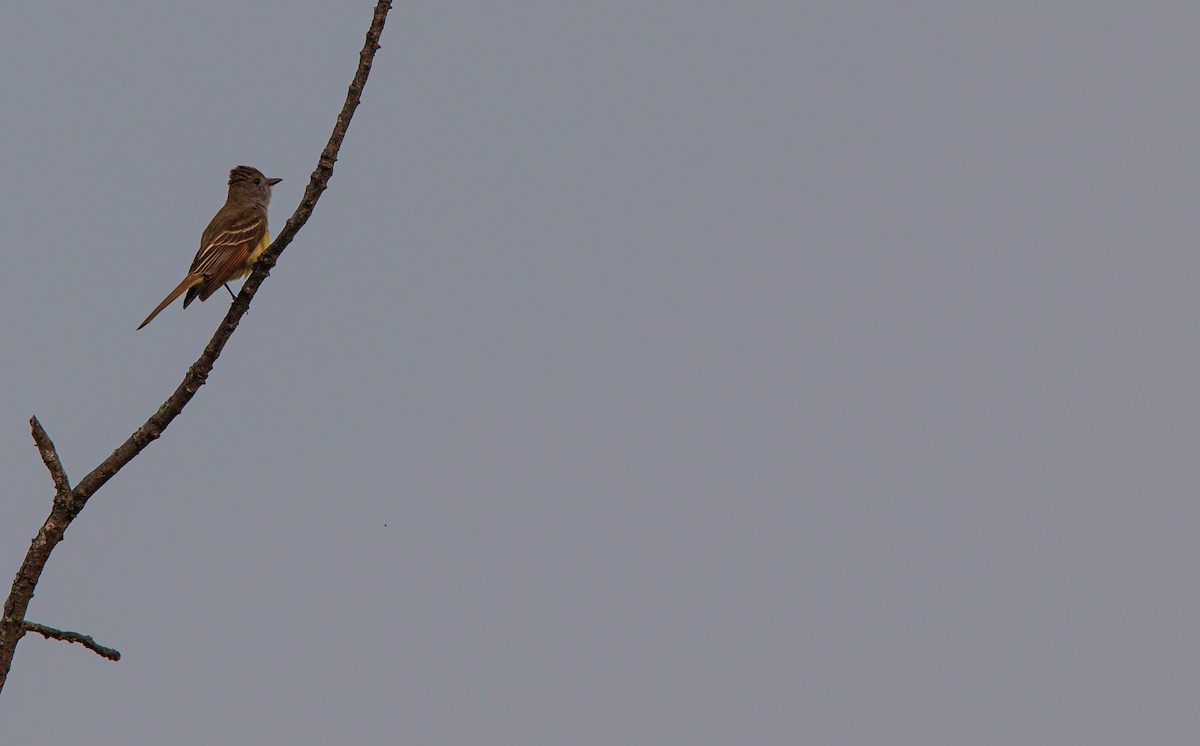 Great Crested Flycatcher - ML637332597