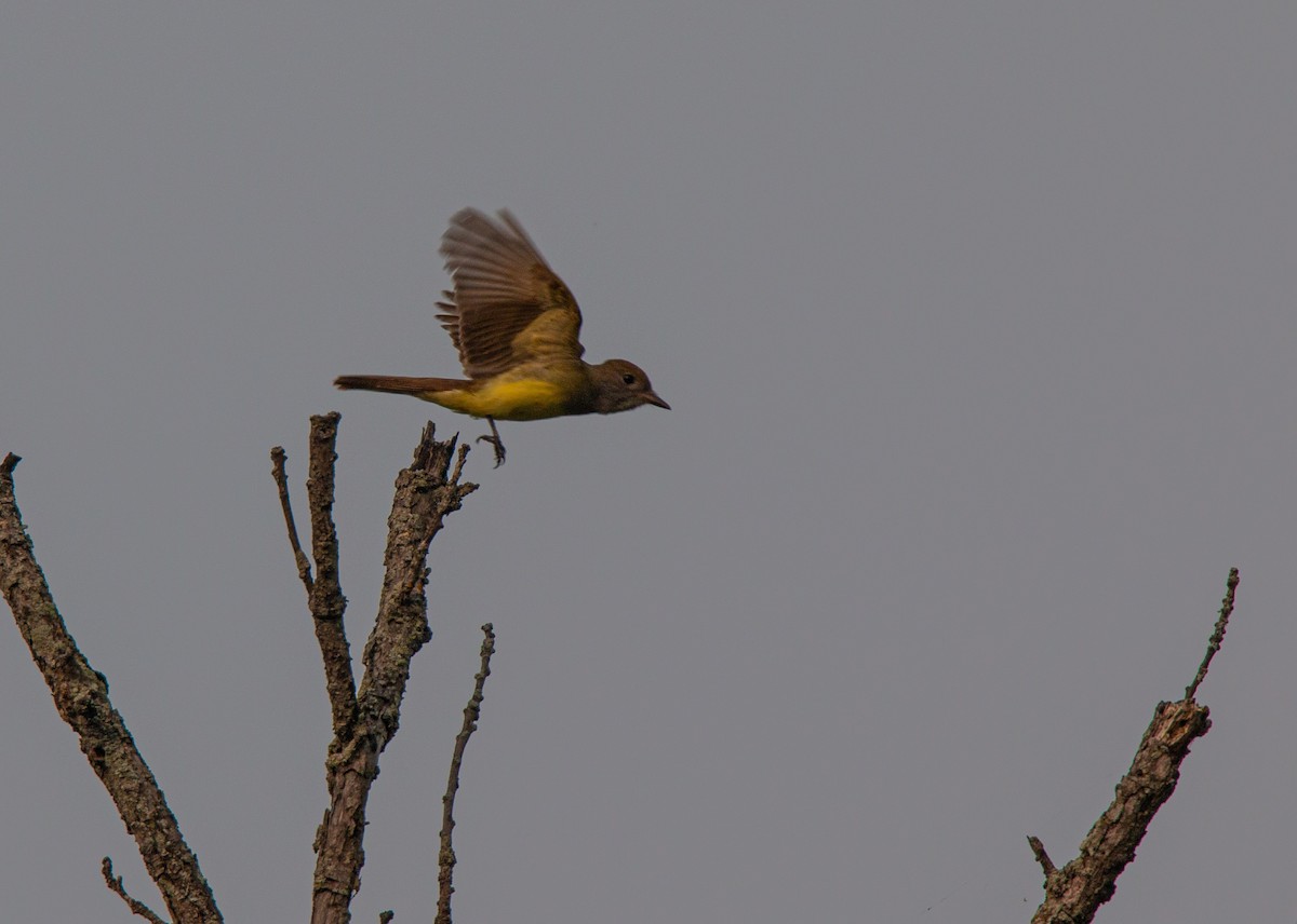 Great Crested Flycatcher - ML637332605