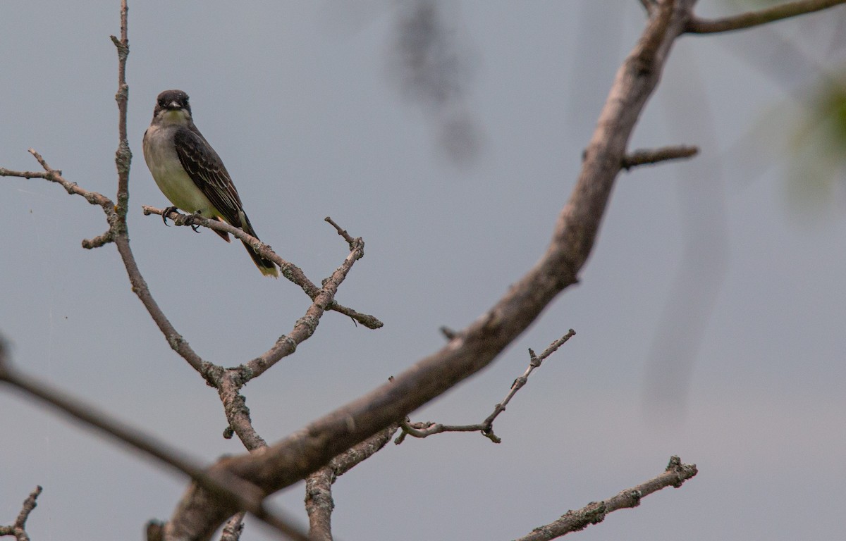Eastern Kingbird - ML637332617