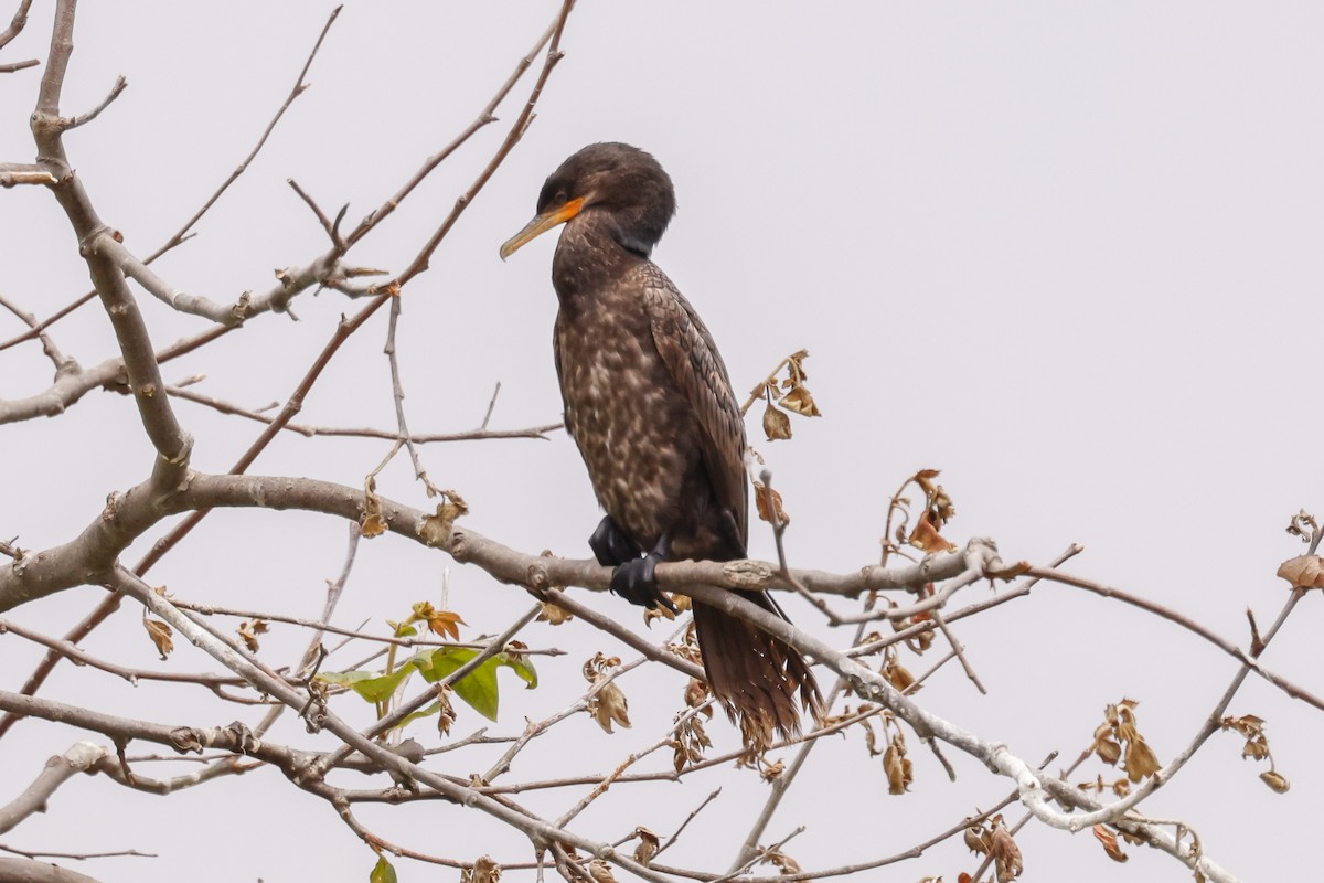 Neotropic Cormorant - ML637332651