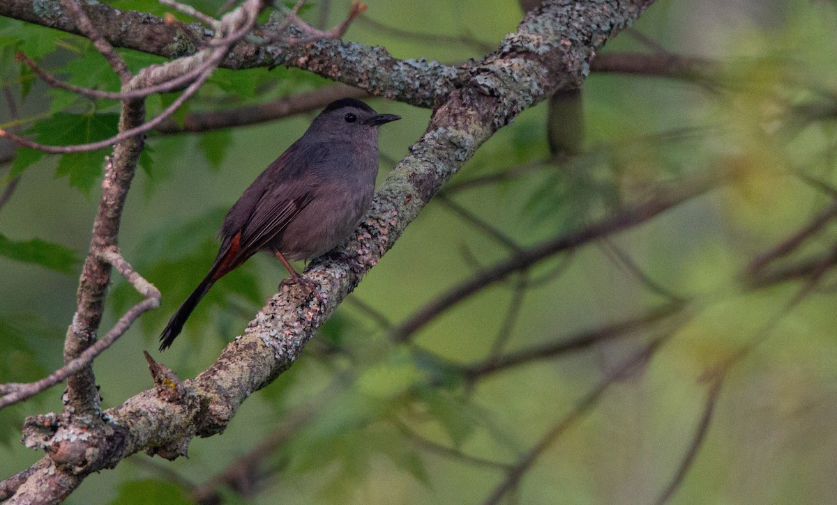 Gray Catbird - ML637332656