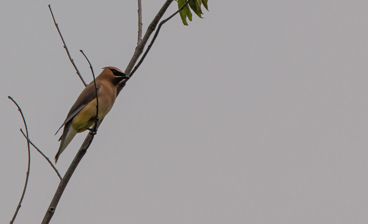 Cedar Waxwing - ML637332668