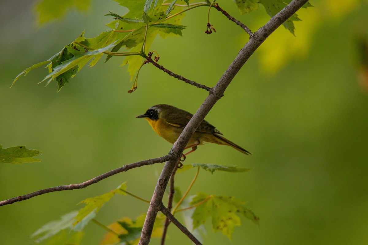 Common Yellowthroat - ML637332687
