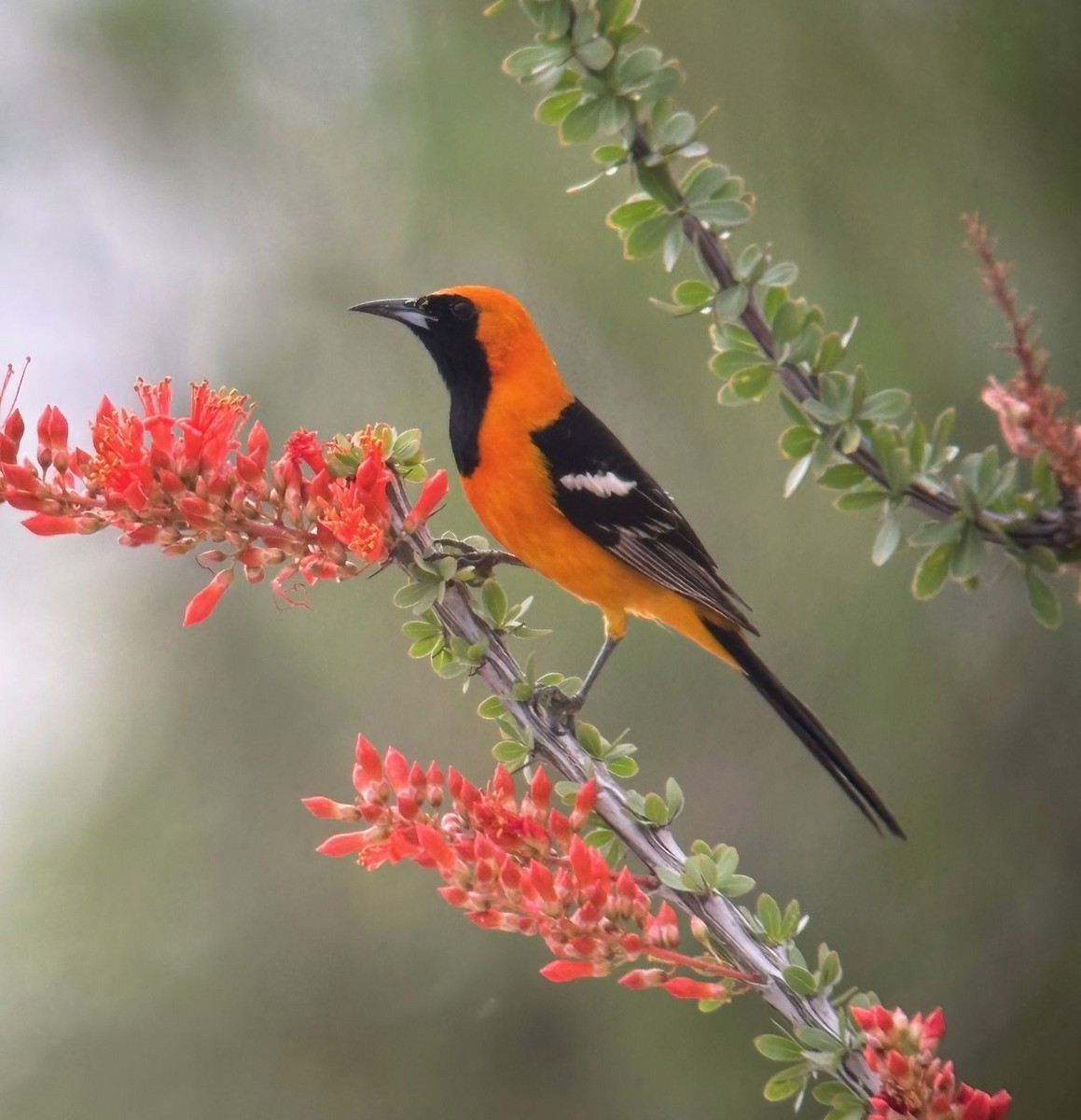 Hooded Oriole - ML637332704