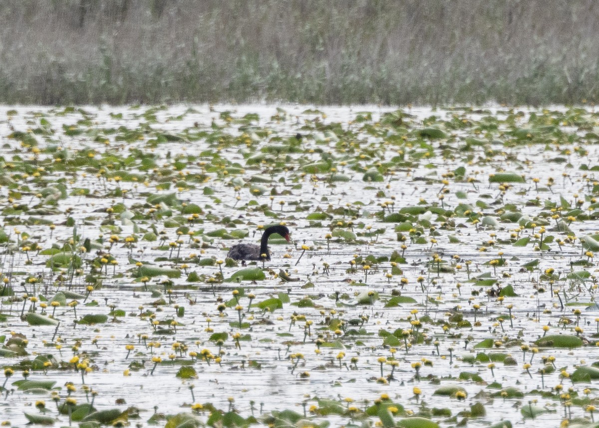 Black Swan - ML637332717