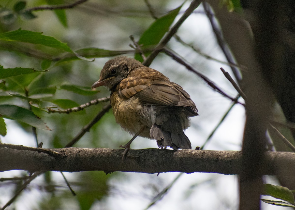 Rufous-backed Robin (Rufous-backed) - ML637332723