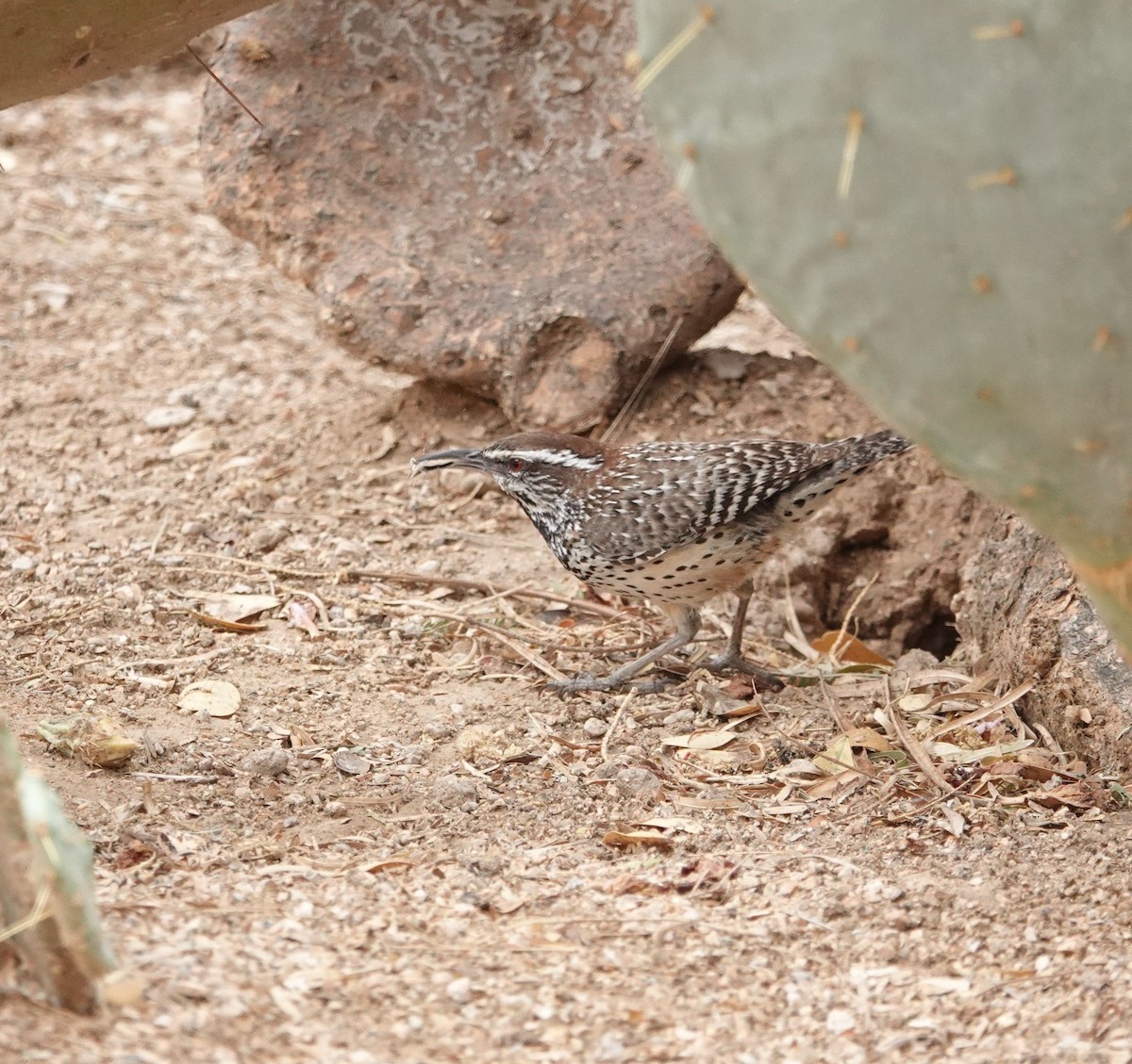 Cactus Wren - ML637332725