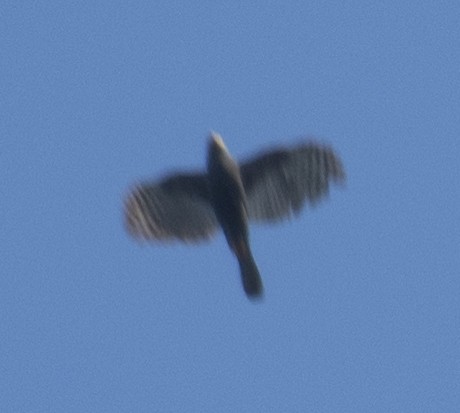 African Goshawk - ML637332782