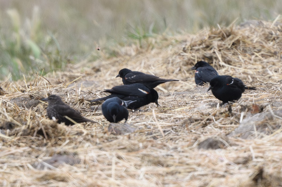 Tricolored Blackbird - ML637332904