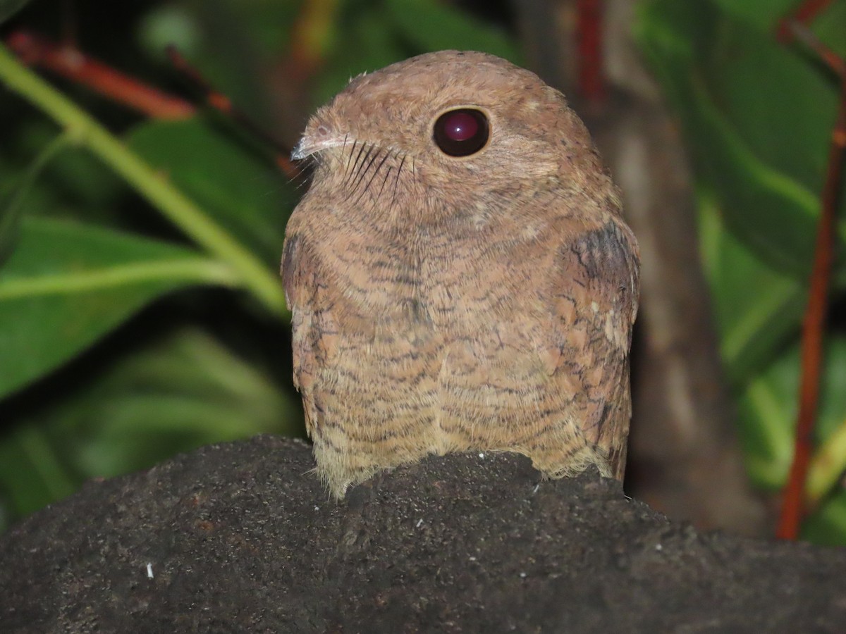 Plain Nightjar - ML637332950