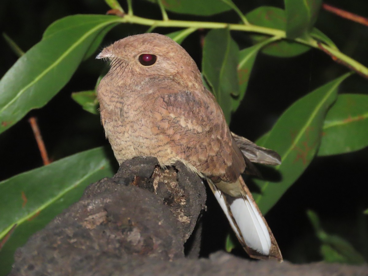 Plain Nightjar - ML637332952