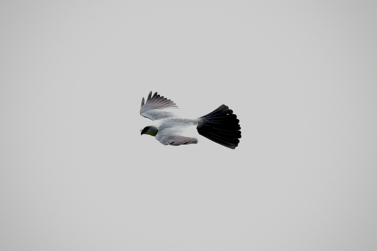 Mississippi Kite - ML637332962