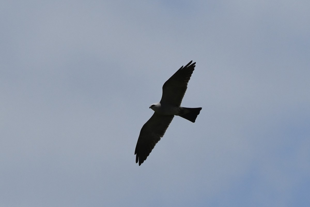 Mississippi Kite - ML637332963