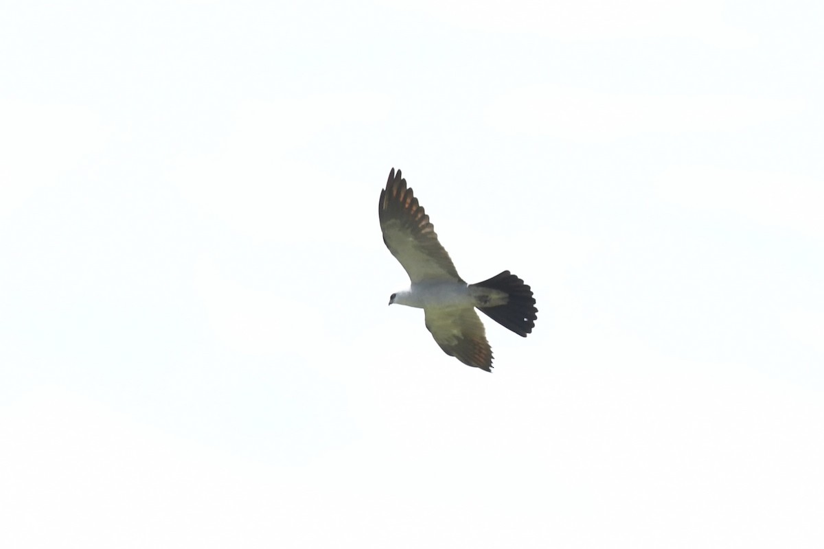 Mississippi Kite - ML637332964