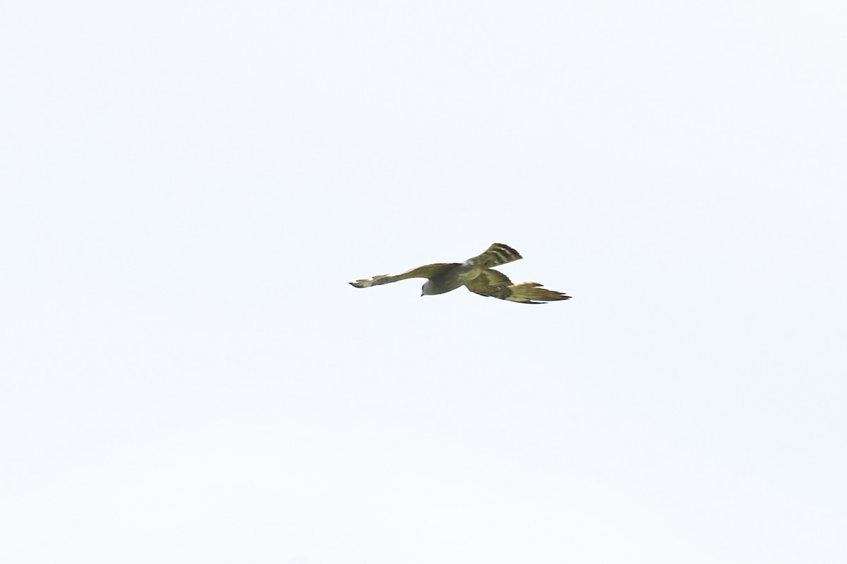Mississippi Kite - ML637332965
