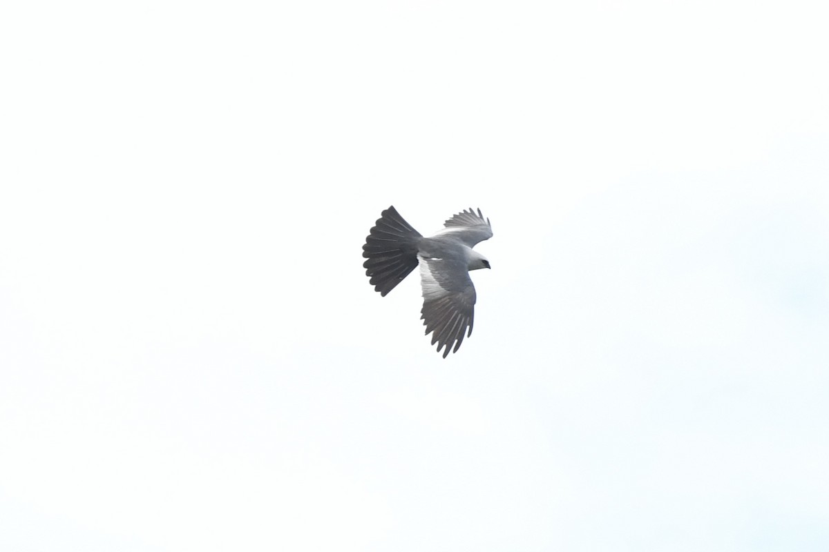 Mississippi Kite - ML637332967