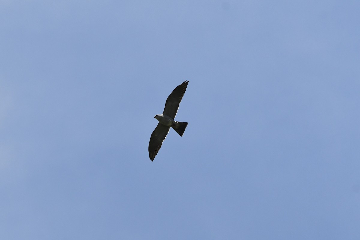 Mississippi Kite - ML637332968