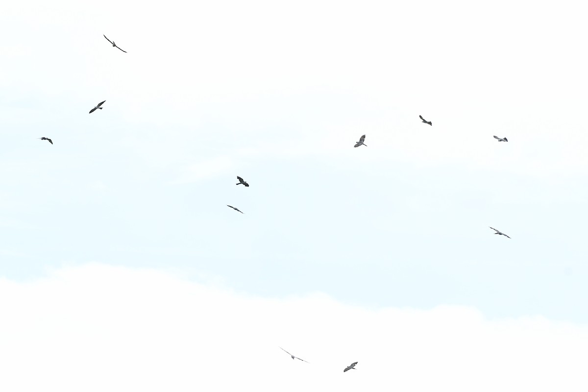Mississippi Kite - ML637332970