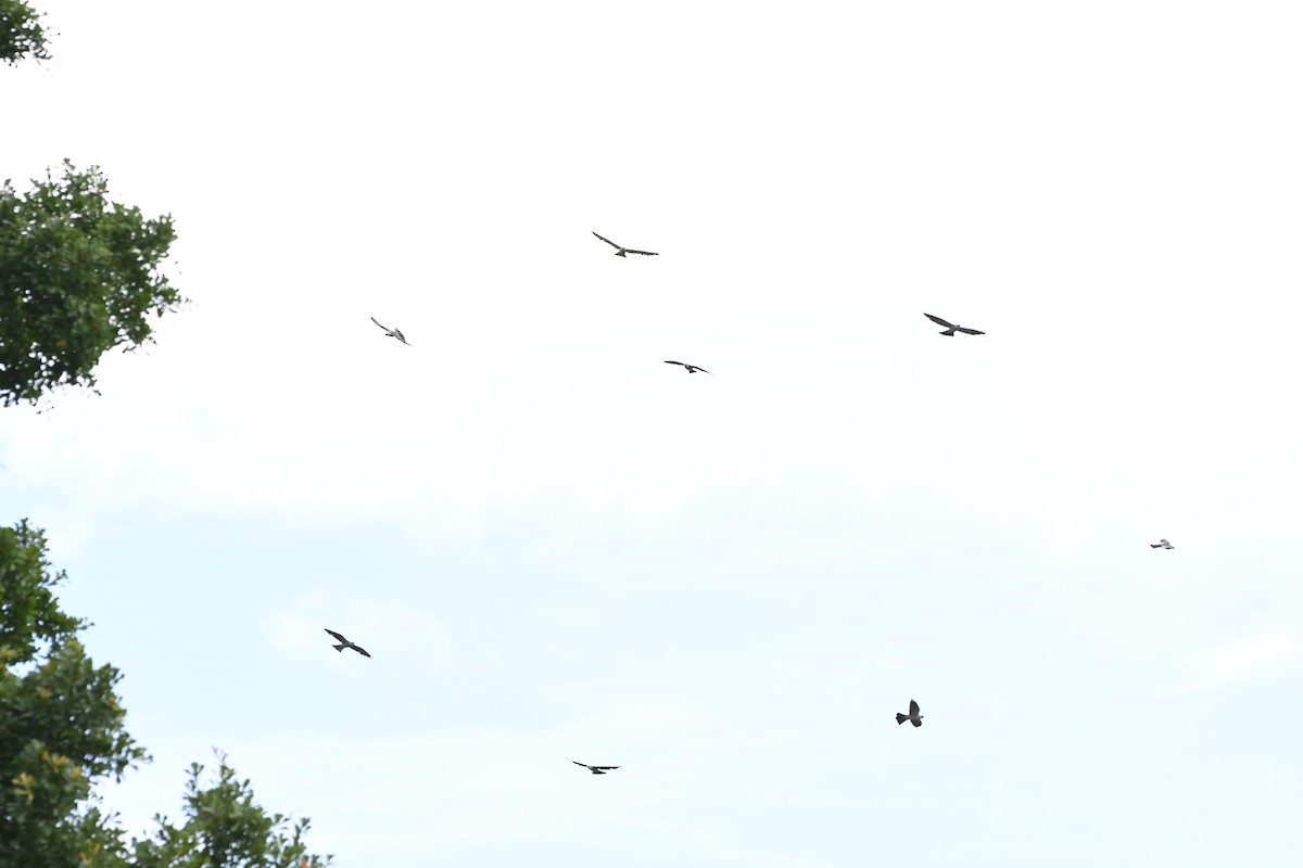 Mississippi Kite - ML637332971